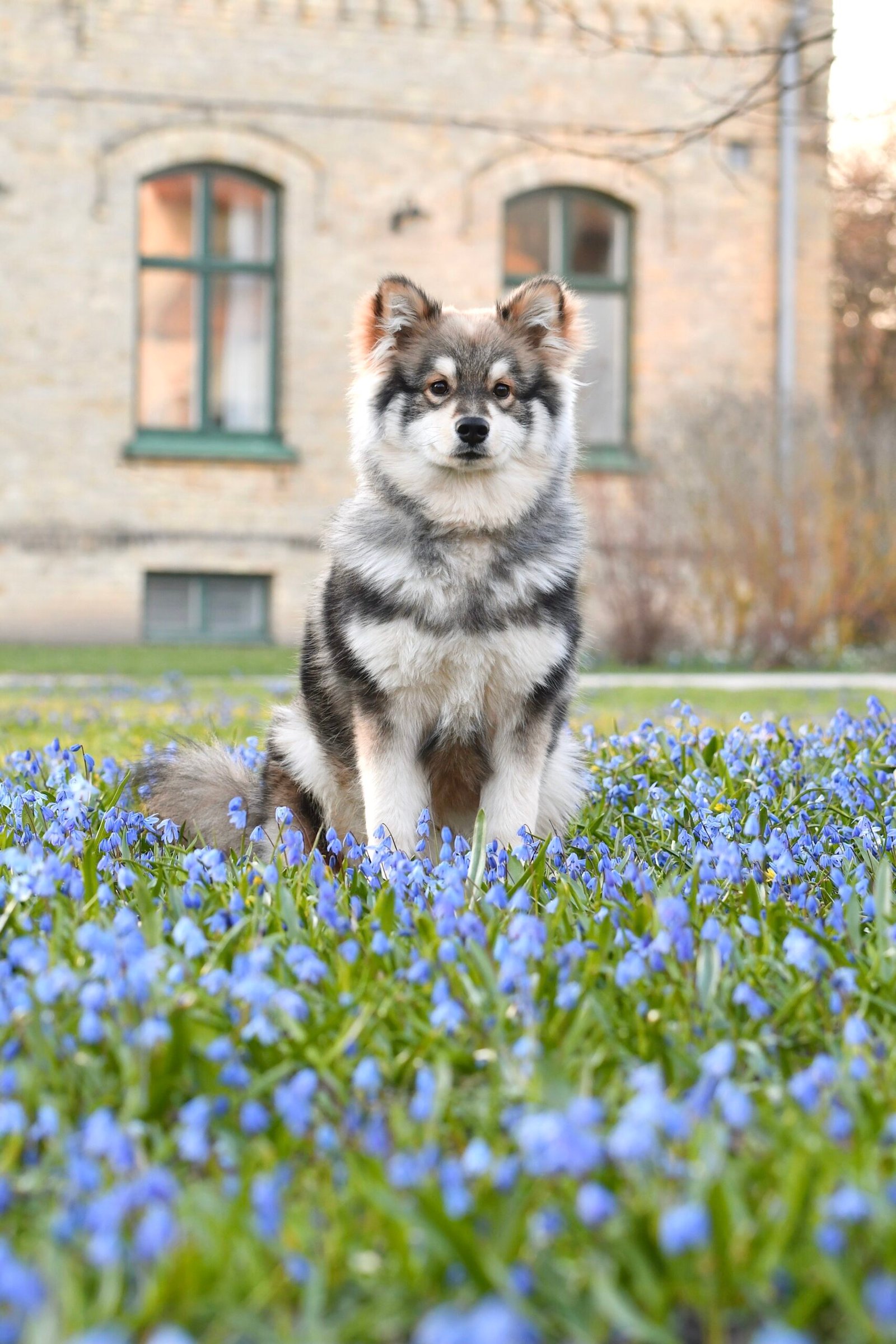 Dog Image